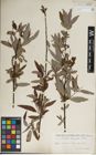 Foto von Salix laevigata Bebb